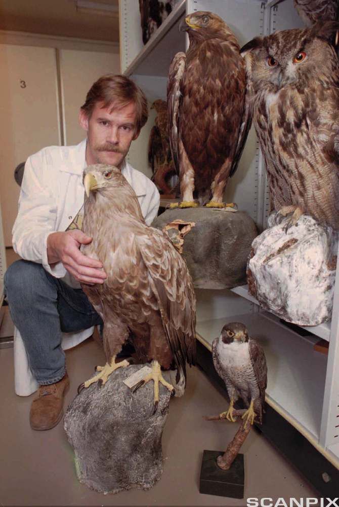 En mann viser fram utstoppede fugler. Foto.