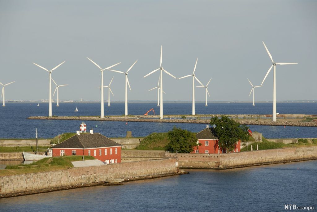 Mange vindturbiner i et klassisk flatt, dansk landskap. Foto.
