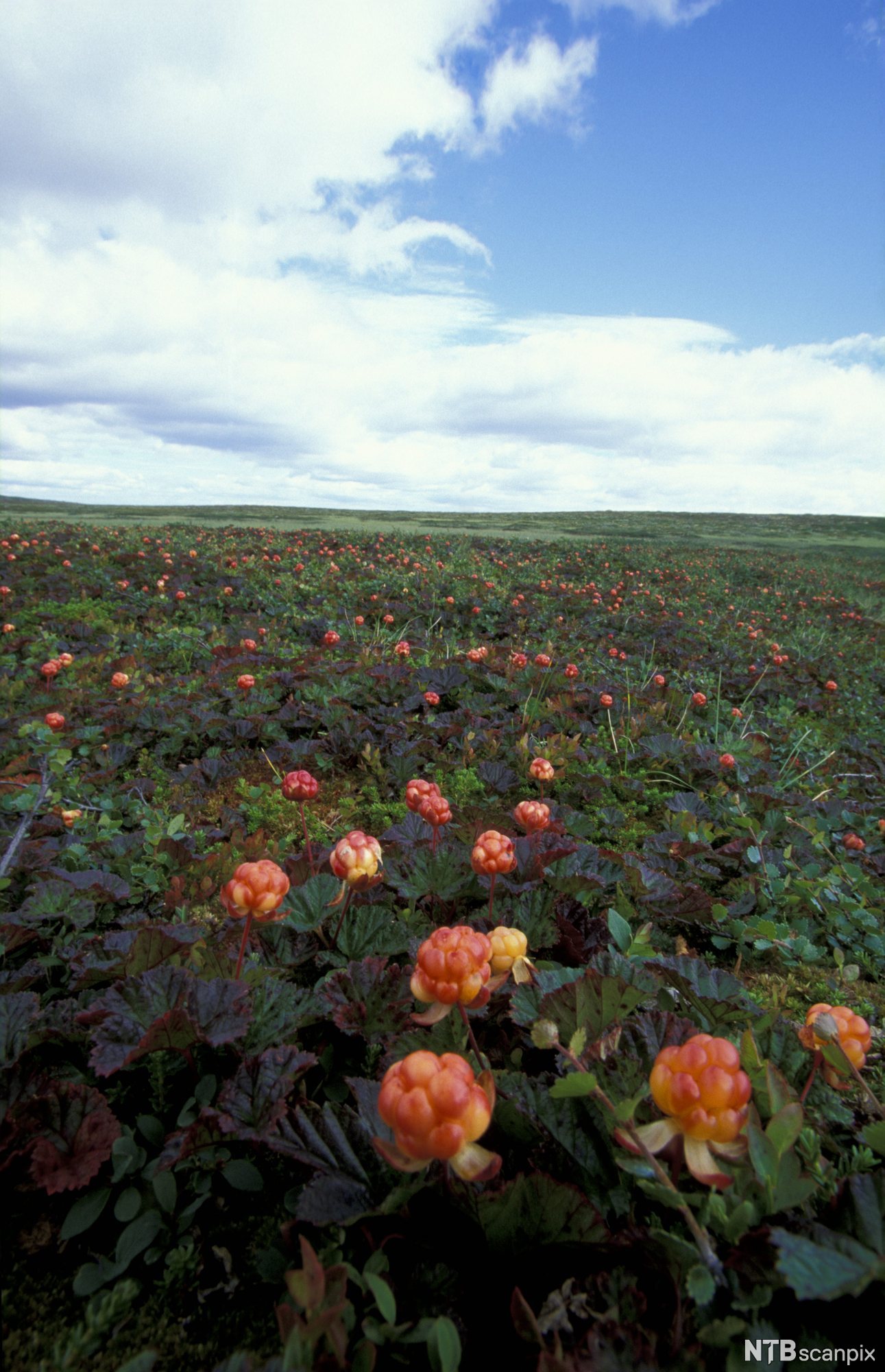 Multemyr. Foto.