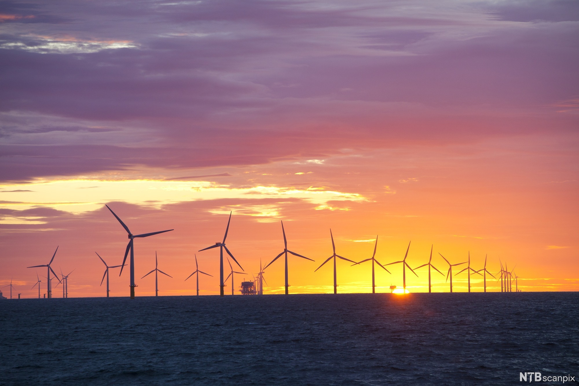 Mange vindmøller til havs med solnedgang og rød himmel. Foto.