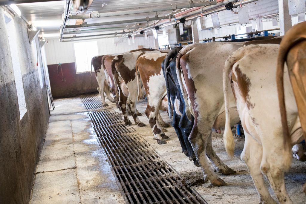 Ei rekke med mjølkekyr i et båsfjøs, sett bakfra. Bak kyrne er det ei langsgående metallrist i golvet, for oppsamling av avføring og urin. Mellom rista og veggen er det betonggolv som er strødd med sagflis. Kyrnes båser er også strødd med sagflis. Foto.