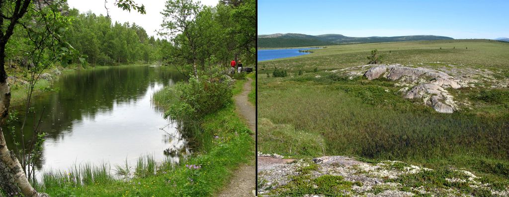 To landskapsbilder ved siden av hverandre. Landskapet til venstre viser et tjern omgitt av skog. Landskapet til høyre viser et høyfjellsområde med vier og lyng. Foto.