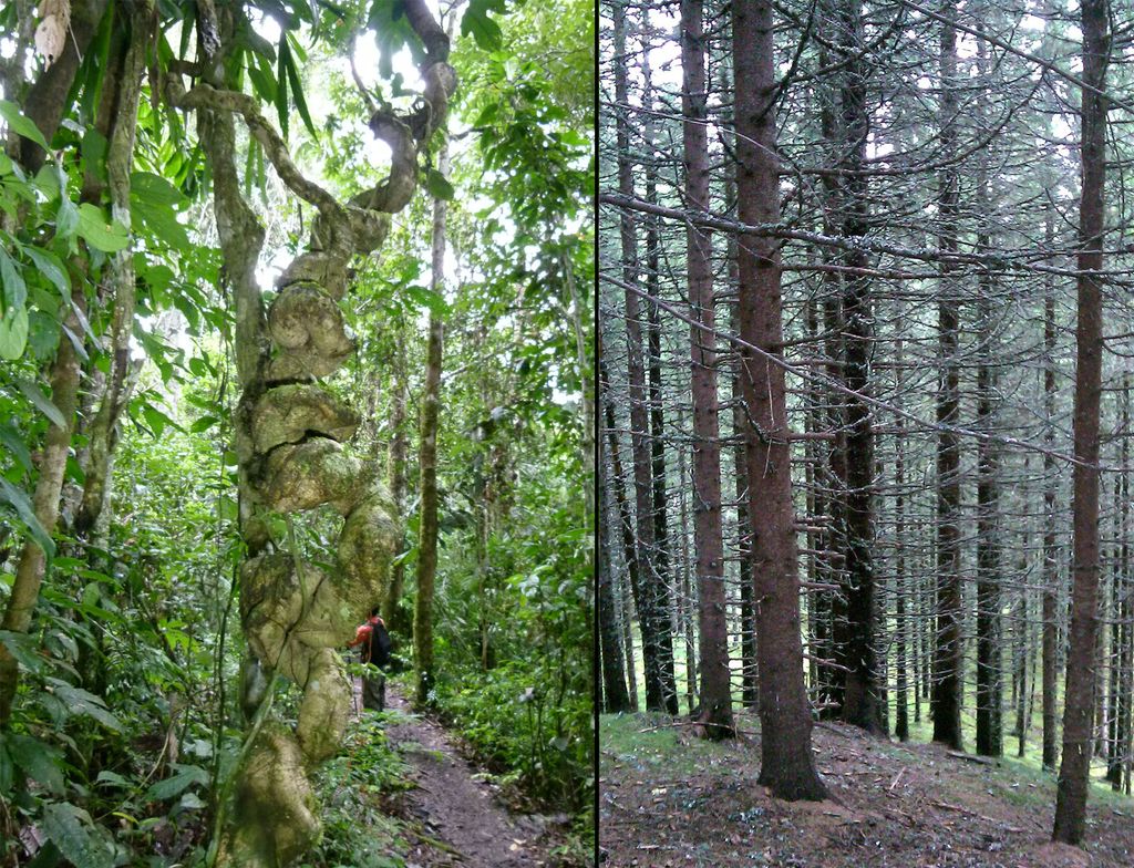 Bilde av regnskog og bilde av granskog satt sammen til ett bilde. Foto.