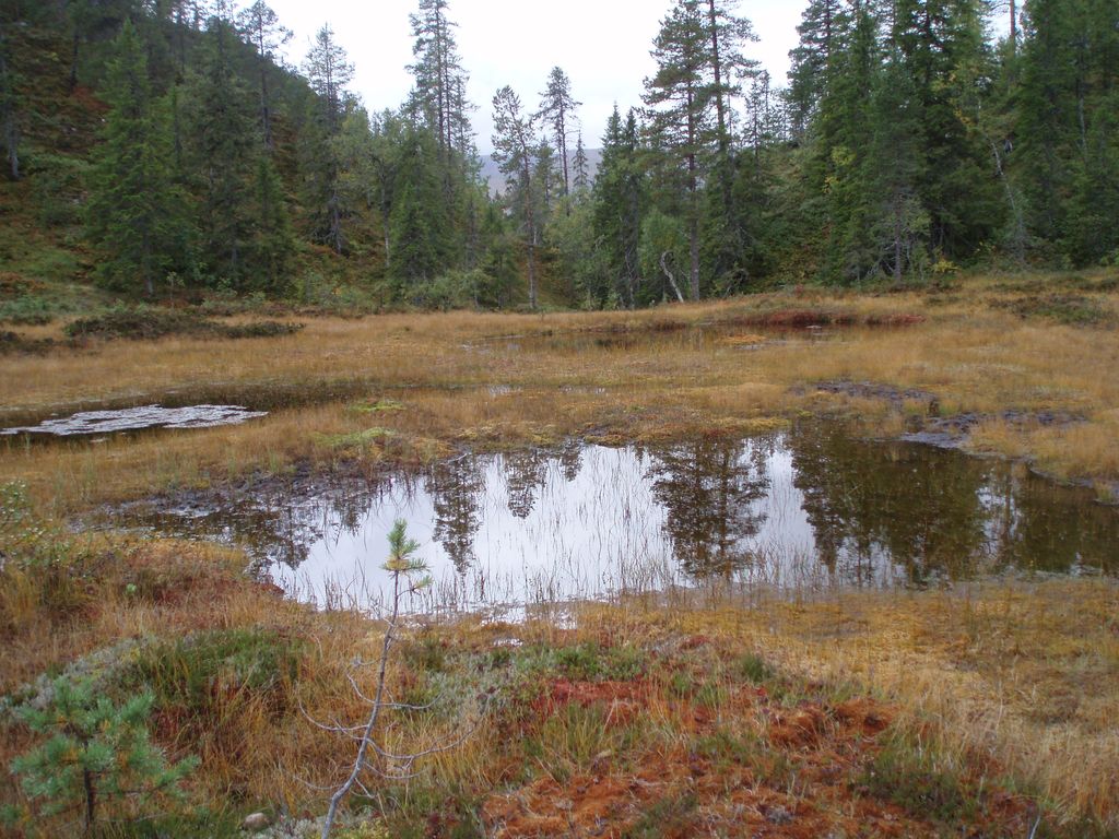 Tjern i myrområde. Foto.