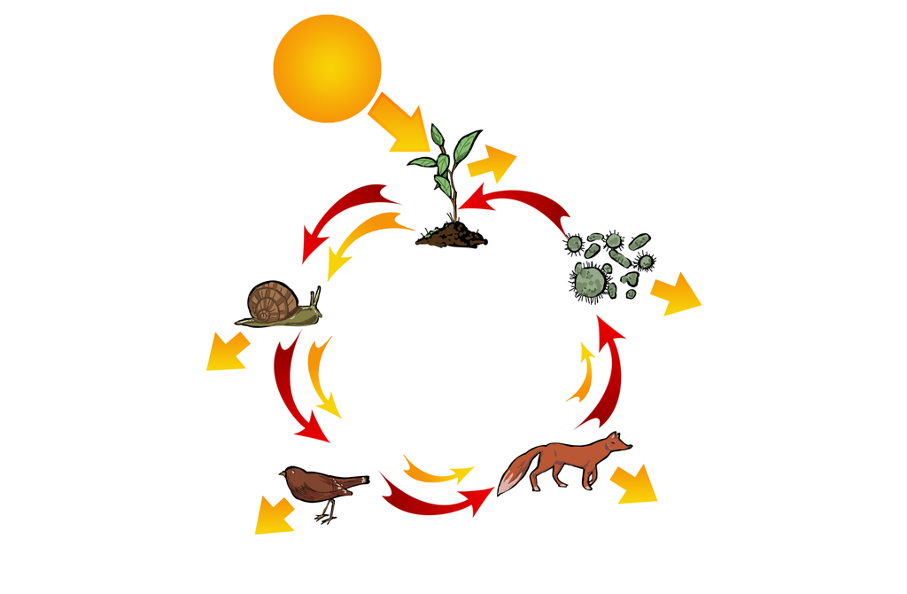 Næringskjede bestående av dyr, insekter og planter med piler mellom. Illustrasjon.
