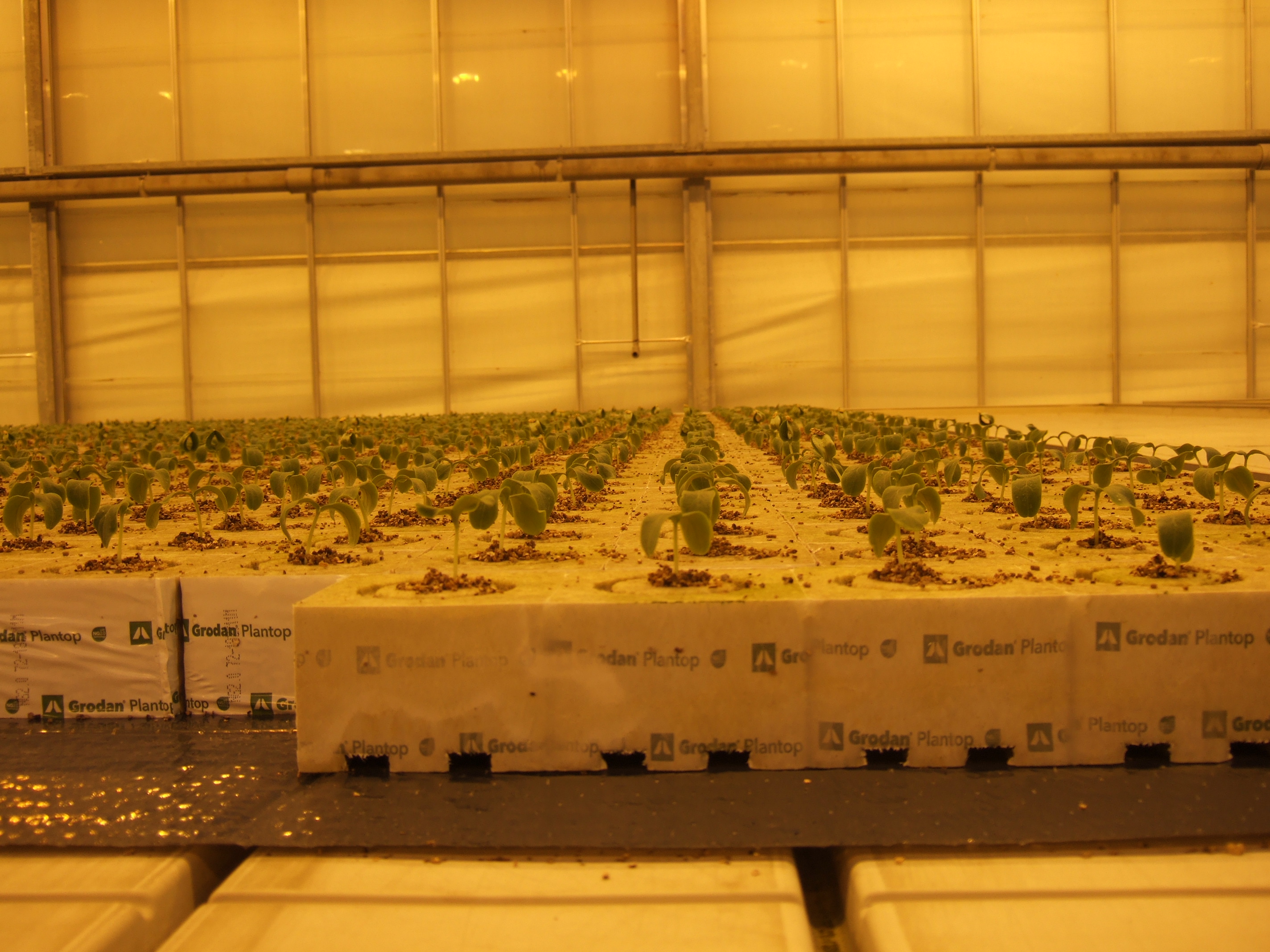Små planter vokser opp av firkantede blokker på bord i veksthus. Lyset har gulskjær som er typisk i veksthus. Foto.
