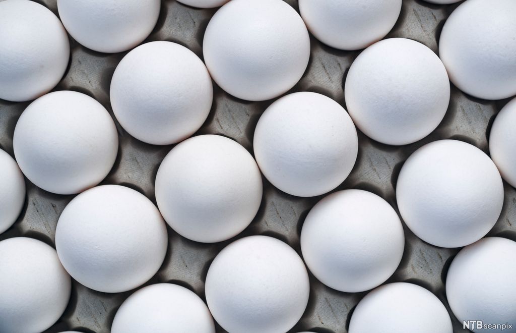 Mange hvite egg i en eggekartong. Foto.