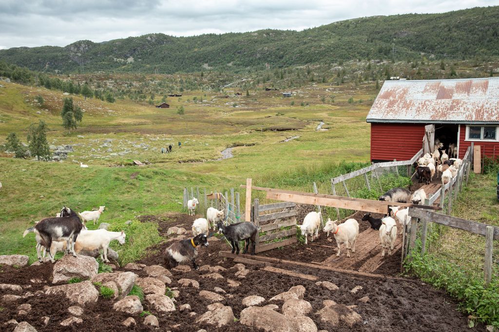 En flokk med geiter er på vei inn i et fjøs. Det er laget et gjerde som skal lede flokken mot døra. Fjøset ligger i et fjellandskap, og det er flere hytter i bakgrunnen. Foto.