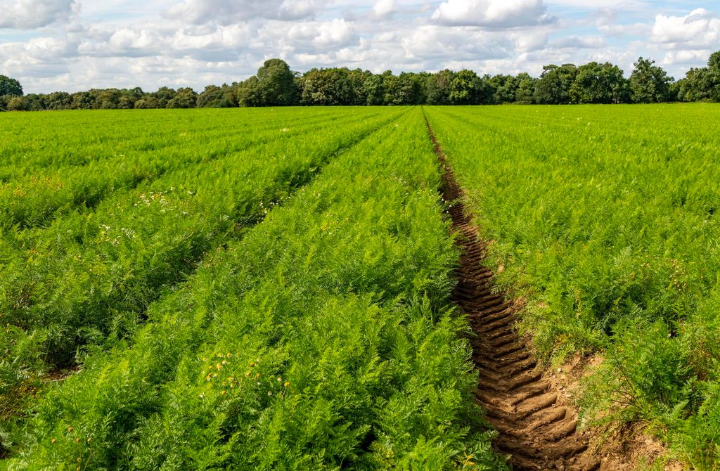 Gulrotplanter på rad nedover en åker. Foto.