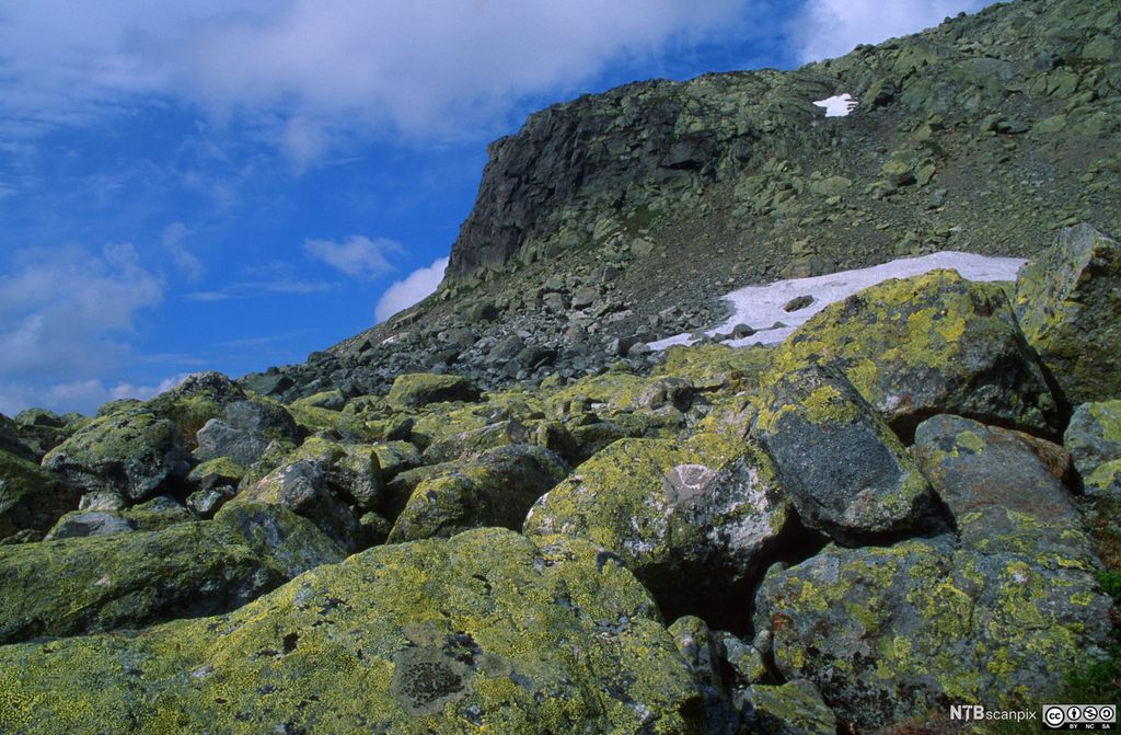 Fjellandskap med steinur. Foto.
