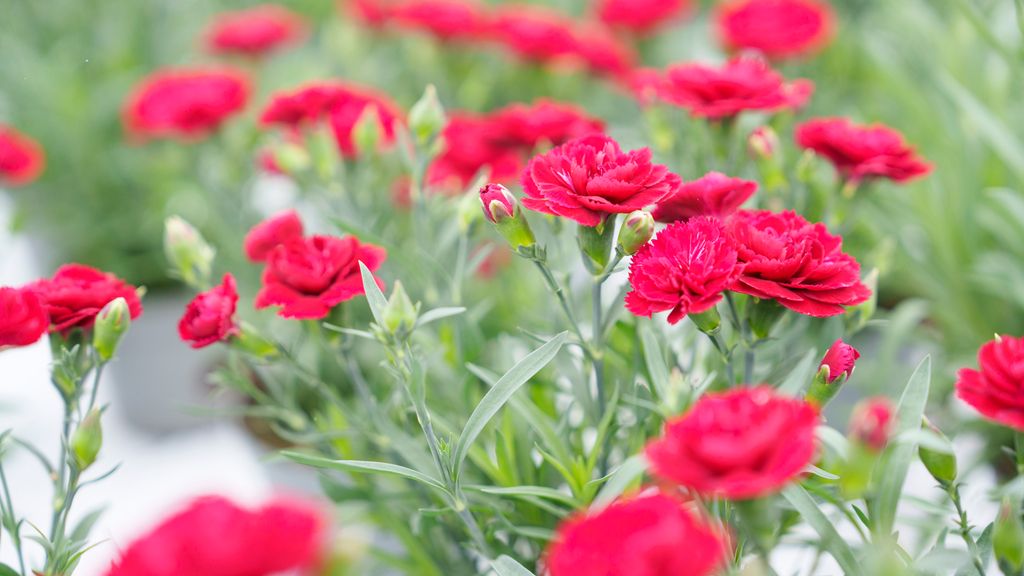 Planter med røde blomster. Foto.