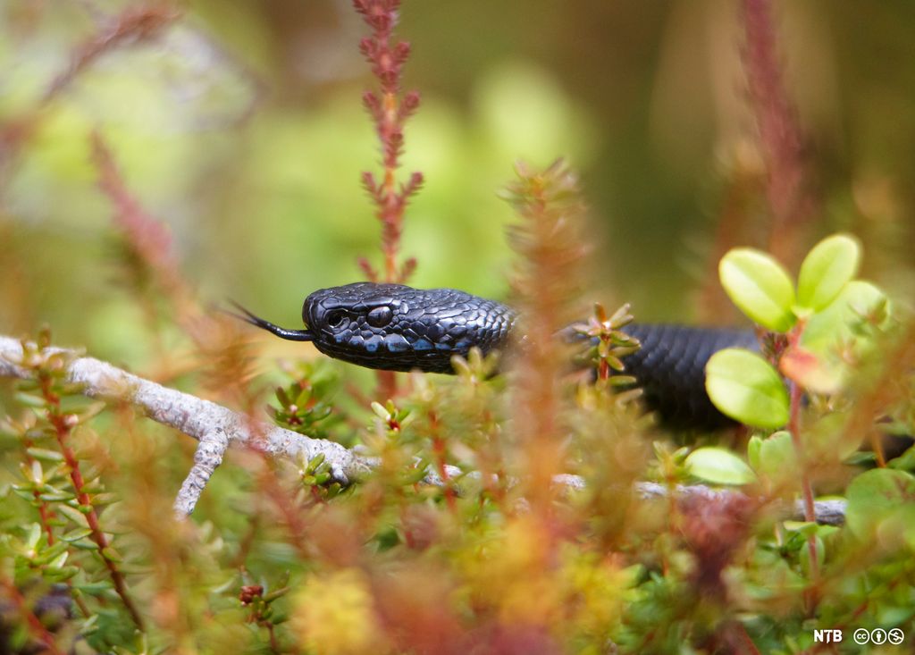 Hoggorm med tunga ute ligger på bakken i lyngen. Foto.