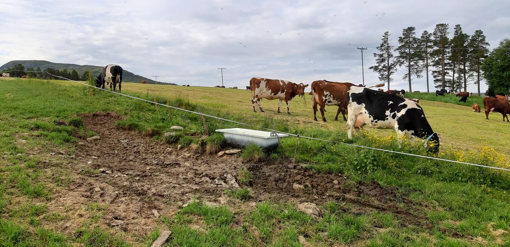 Kyr som beiter på ei eng. I forgrunnen står det et badekar som er kopla til en vannslange. En flottør regulerer vannmengden i badekaret. Det går et strømgjerde midt over badekaret, sånn at kyrne kan drikke fra beitet på begge sider av gjerdet. Foto.