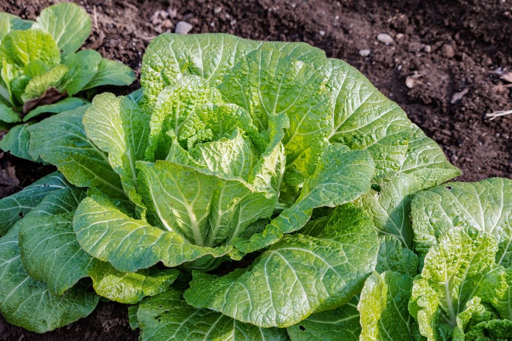 Kinakål i jorda. Foto.