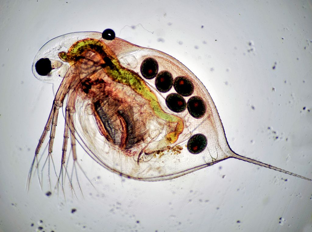 Gjennomsiktig dyreplankton med mørke, ovale felter. Foto.
