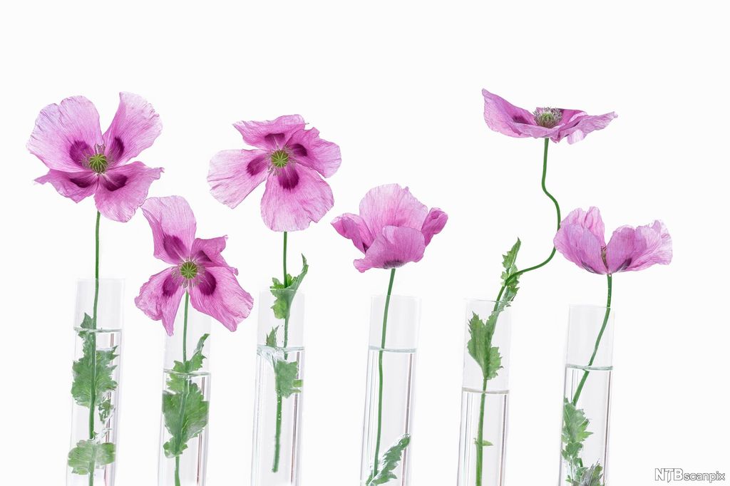 Rosa blomster i smale vaser. Foto.