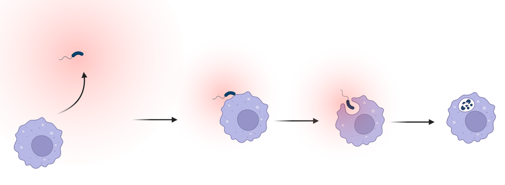 Fagocytose. Illustrasjon.