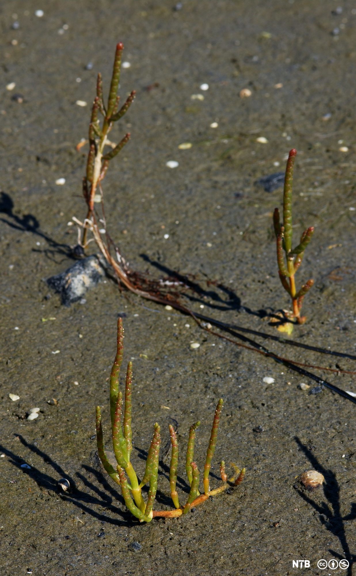 Salturt. *Salicornia europaea*. Foto.