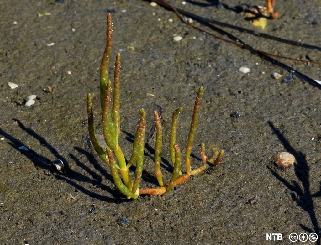 Salturt. *Salicornia europaea*. Foto.