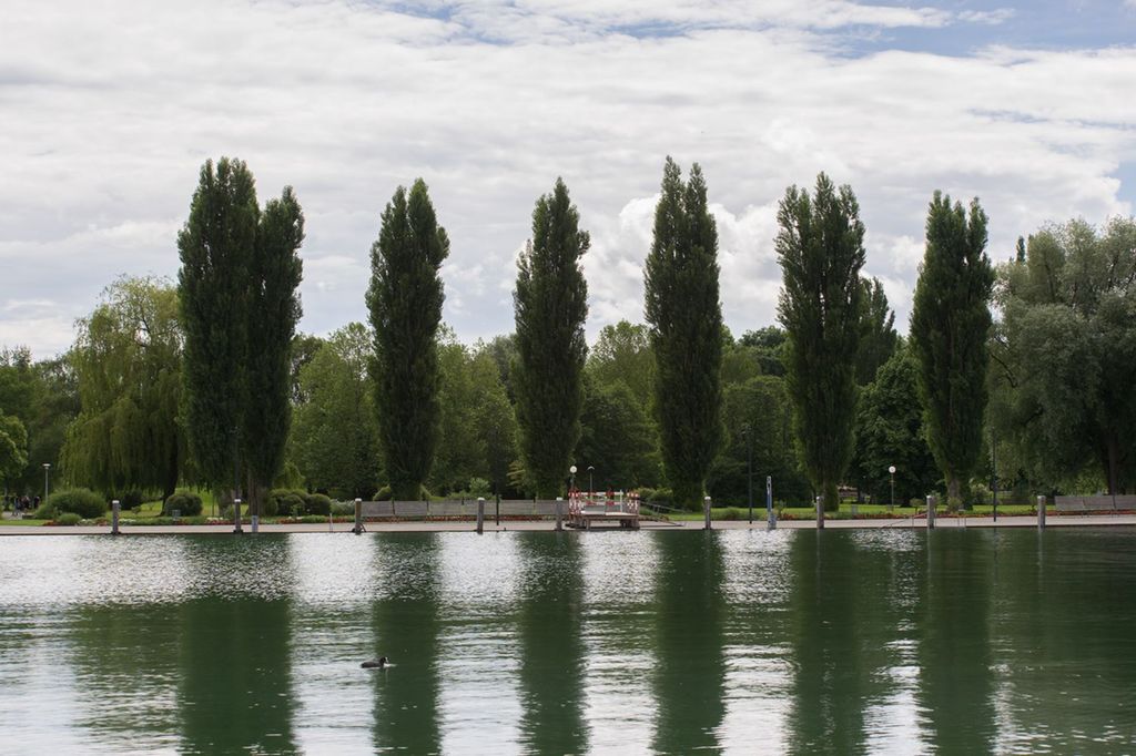 I forgrunnen en innsjø med stille vann. Ved bredden av innsjøen en strandpromenade. Langsmed strandpromenaden står det seks store, smale og høye trær på rekke og rad . Foto.