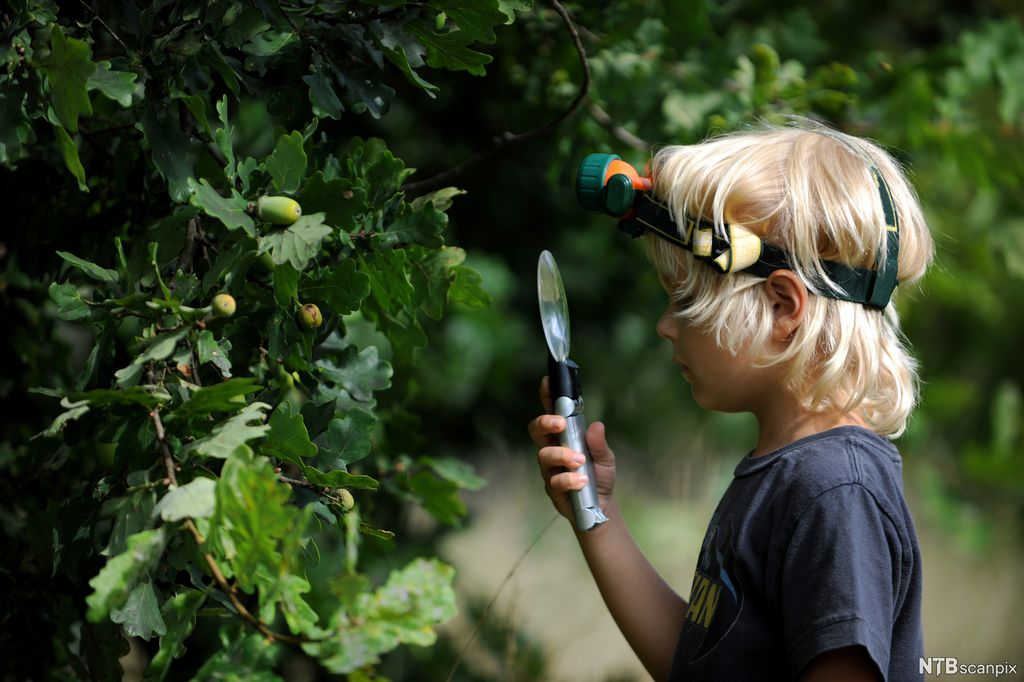 Gutt med blondt hår har hodelykt på hodet og forstørrelsesglass i hånda. Han studerer bladene på et eiketre. Foto.