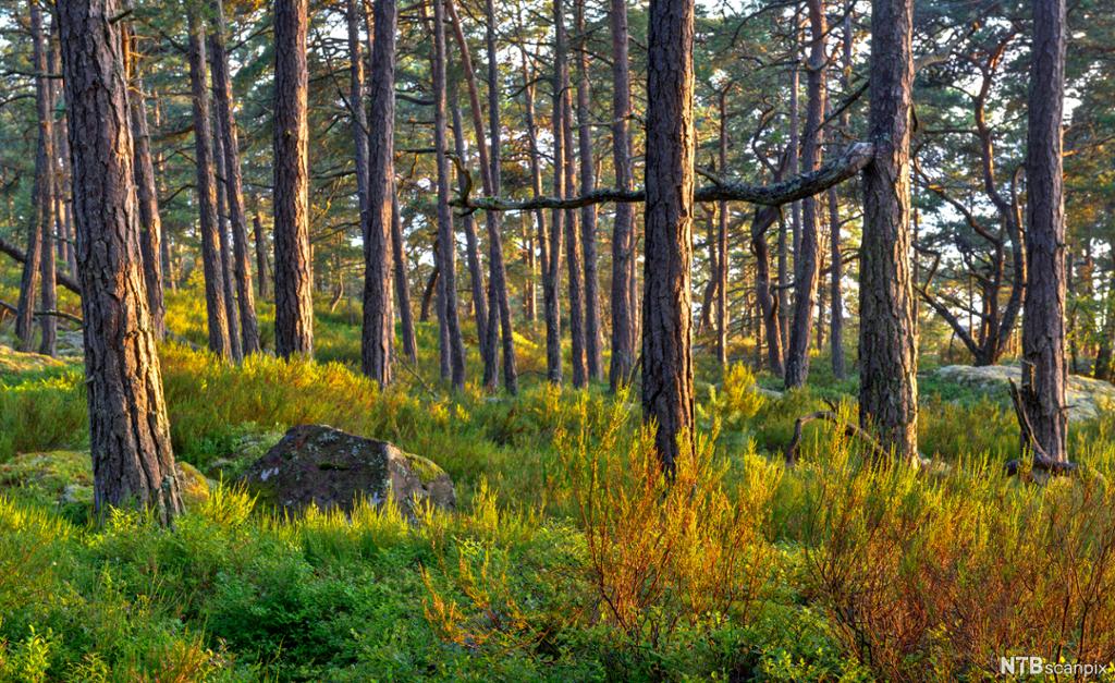 Furuskog i sommarsol. Foto.