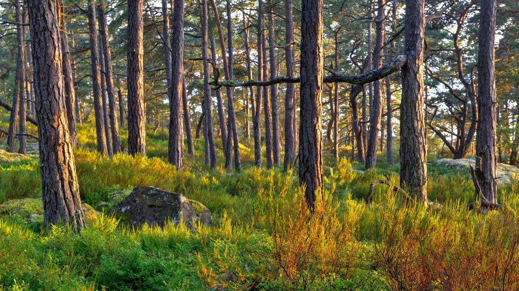 Furuskog i sommarsol, med lyng og stein på bakken. Foto.