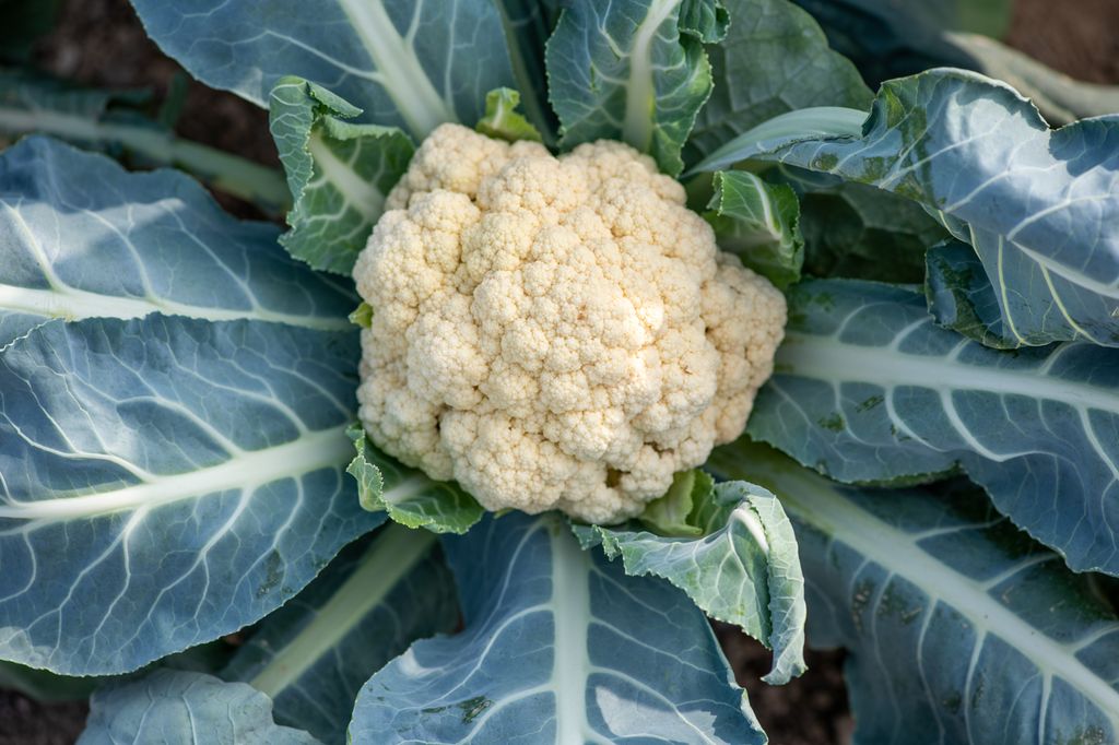 Uhøstet blomkål med grønne blader. Foto.