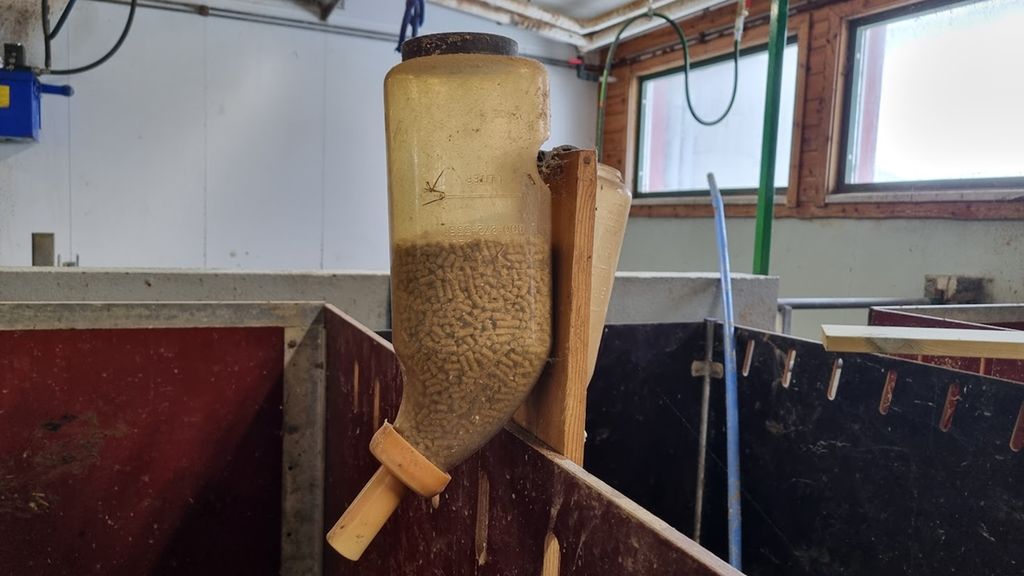 Ei plastflaske med bøyd tut henger på veggen i en kalvebinge. Flaska er halvfull med kraftfôr og har en smokk med stor åpning så kalvene kan få i seg kraftfôr når de suger. Foto.