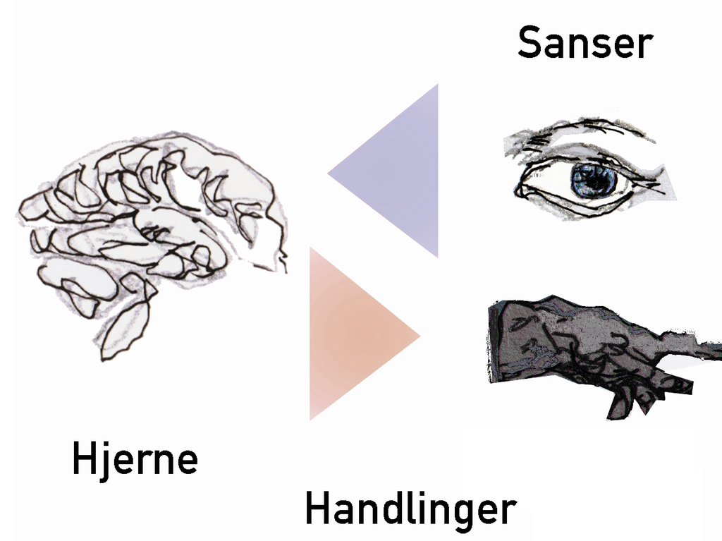 Illustrasjon som viser hvordan sanseinntrykk oppfattes i hjernen og fører til handlinger. Ei pil går fra et øye til en hjerne. Ei annen pil går fra hjernen til ei hånd. Illustrasjon.