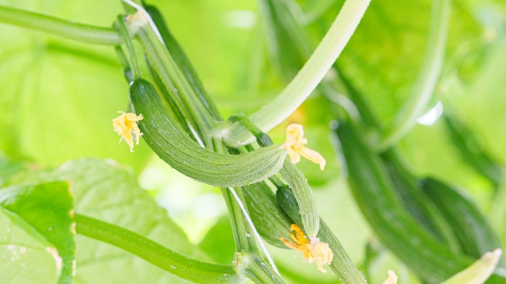 Små agurker med rester av blomsten som henger på plantene. Foto.