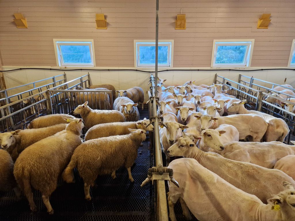 En stor flokk med nyklipte sauer står i en binge i et fjøs. I nabobingen er det en mindre flokk med sauer som fortsatt har ullfellen på. Foto.