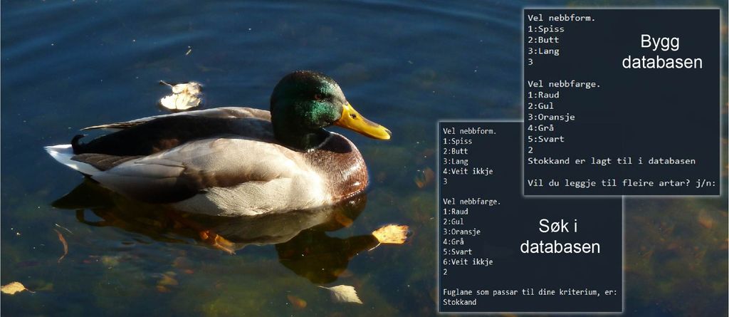 Ei stokkand og Python-kodar frå artsdatabasen. Foto.