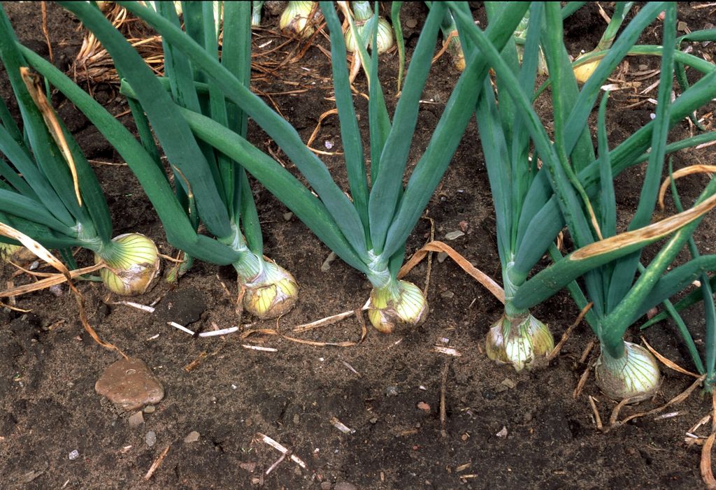 Løk på rad i jorda. Foto.