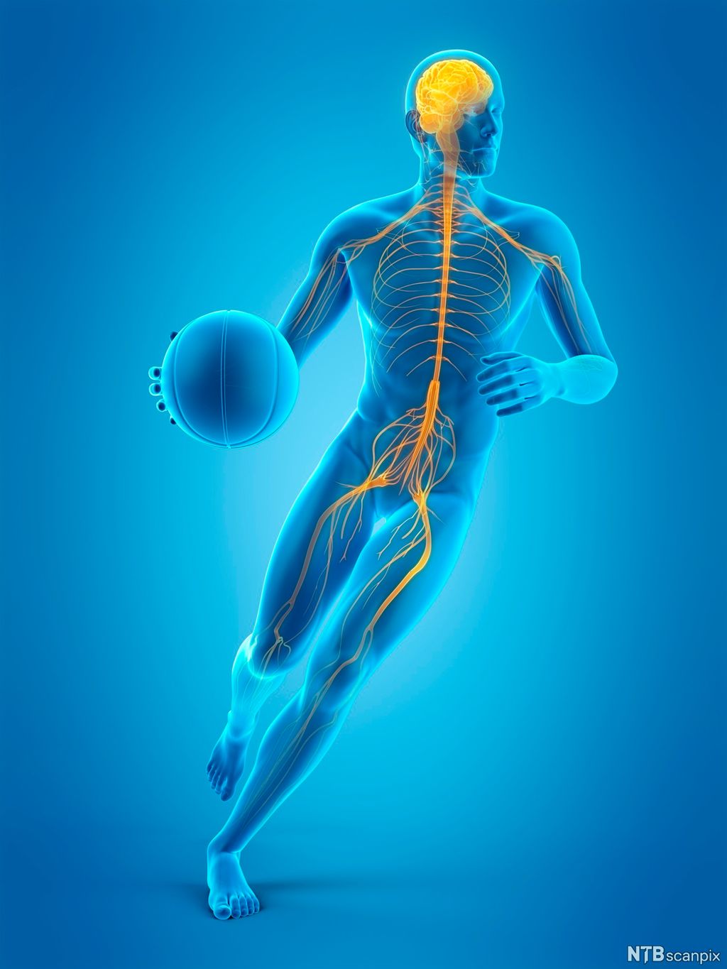 Tegnet basketballspiller med synlig nervesystem. Illustrasjon.