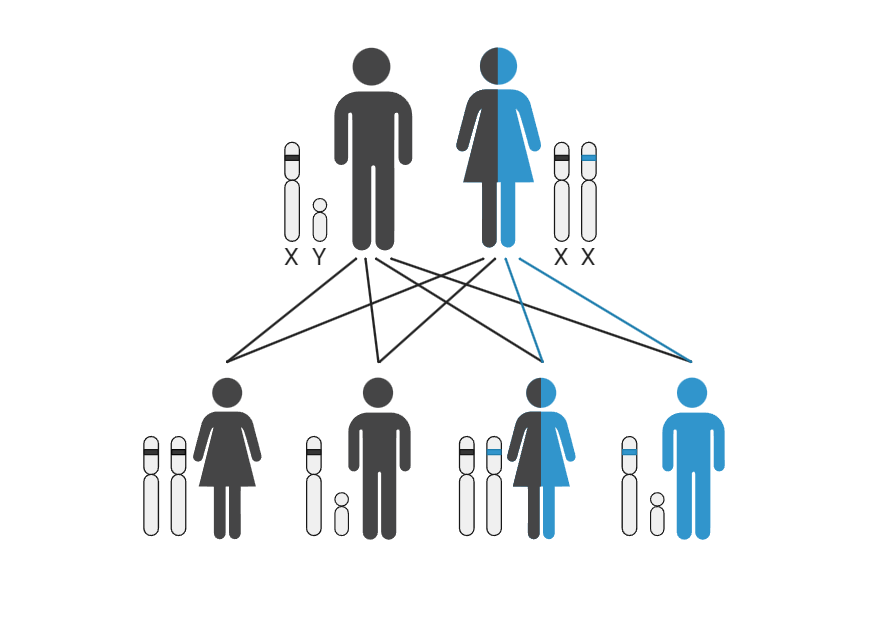 Krysningskjema med far og mor, hvor mor er bærer av en sykdom, mens far ikke er det. Av barna er det én datter som ikke er bærer, én sønn som ikke er bærer, én datter som er bærer, men frisk og én sønn som er bærer og syk. Illustrasjon.