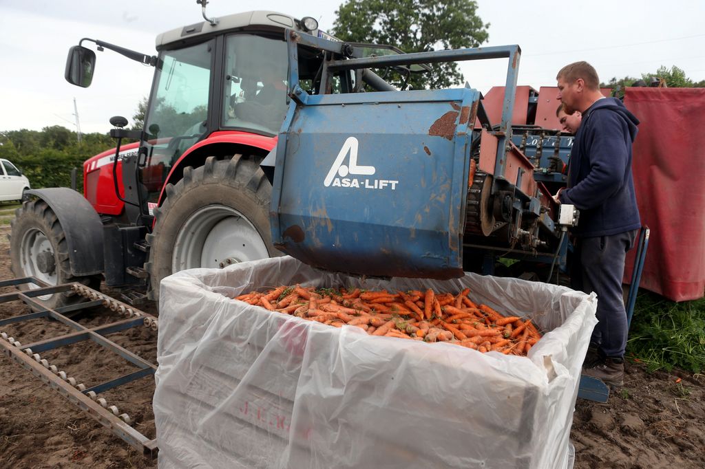 Traktor med gulrotopptaker sender gulrøtter opp i ei stor kasse med gjennomsiktig plast i. Bak på maskinen står to arbeidere. Foto.