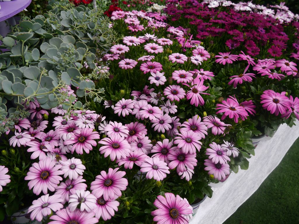 Blomster med forskjellig fargenyanser av lilla. Foto.