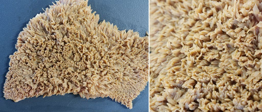 Kollasj av to bilder som viser innsida av vomma når den er tatt ut og brettet ut. Den er lysebrun og har struktur som et flossa golvteppe. Foto.