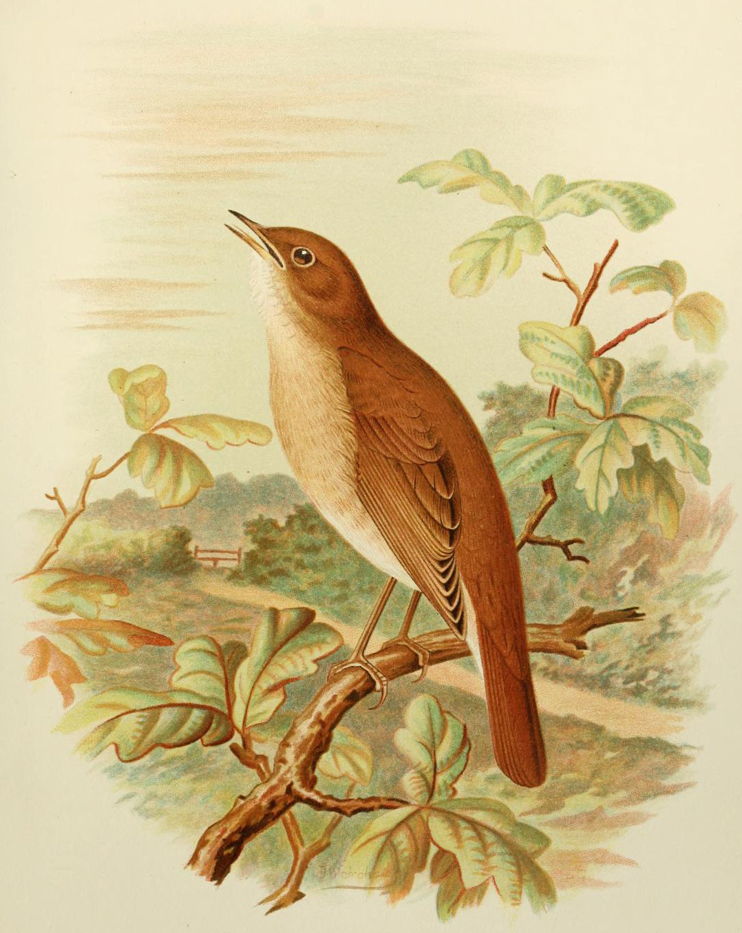Illustration: A nightingale sits on a branch. There is a rural landscape in the background with a path and a wooden gate. 