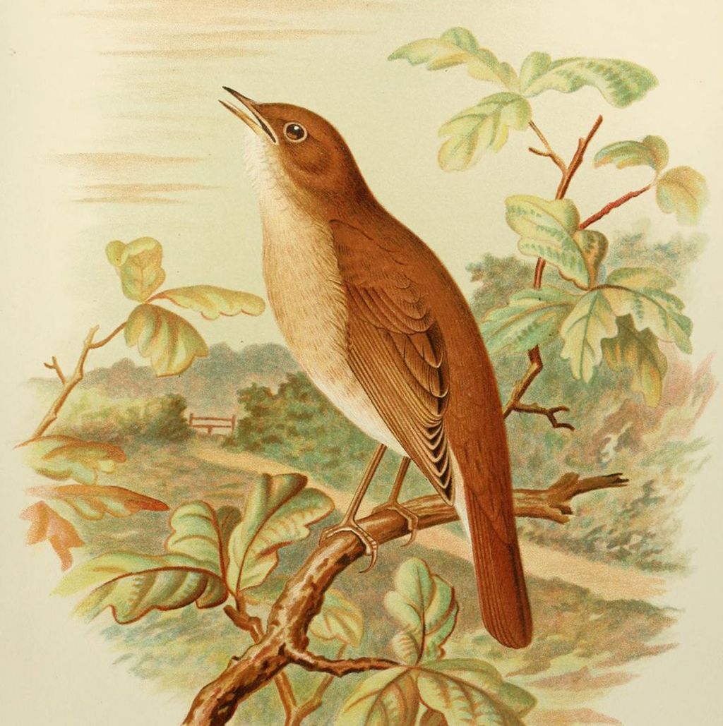 Illustration: A nightingale sits on a branch. There is a rural landscape in the background with a path and a wooden gate.