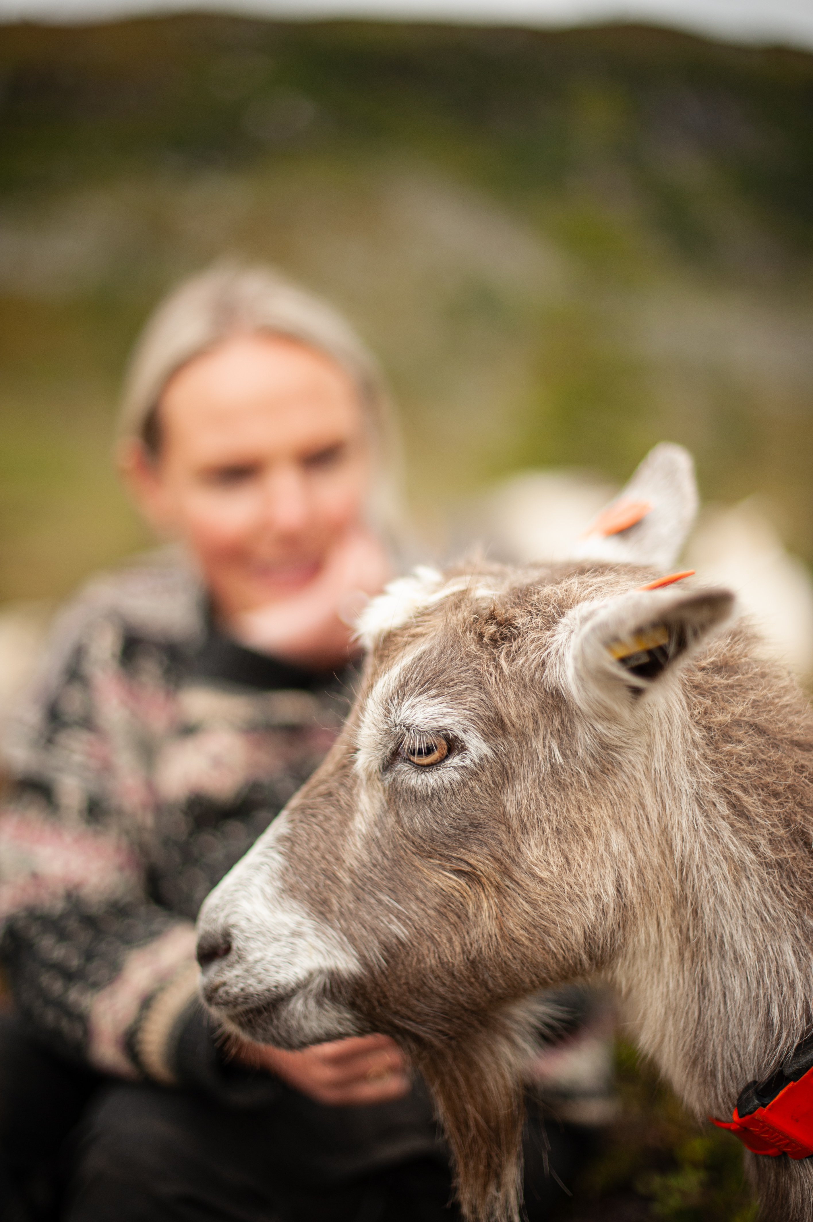 Nærbilde av hodet på ei gråbrun geit med ei dame i bakgrunnen. Foto.