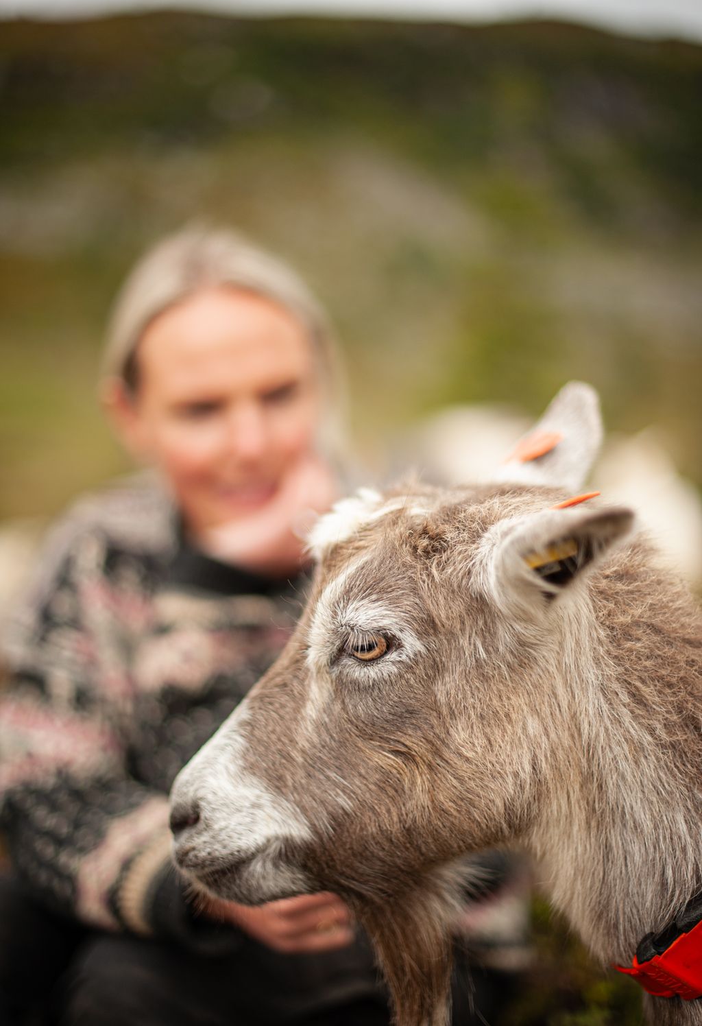 Nærbilde av hodet på ei gråbrun geit med ei dame i bakgrunnen. Foto.