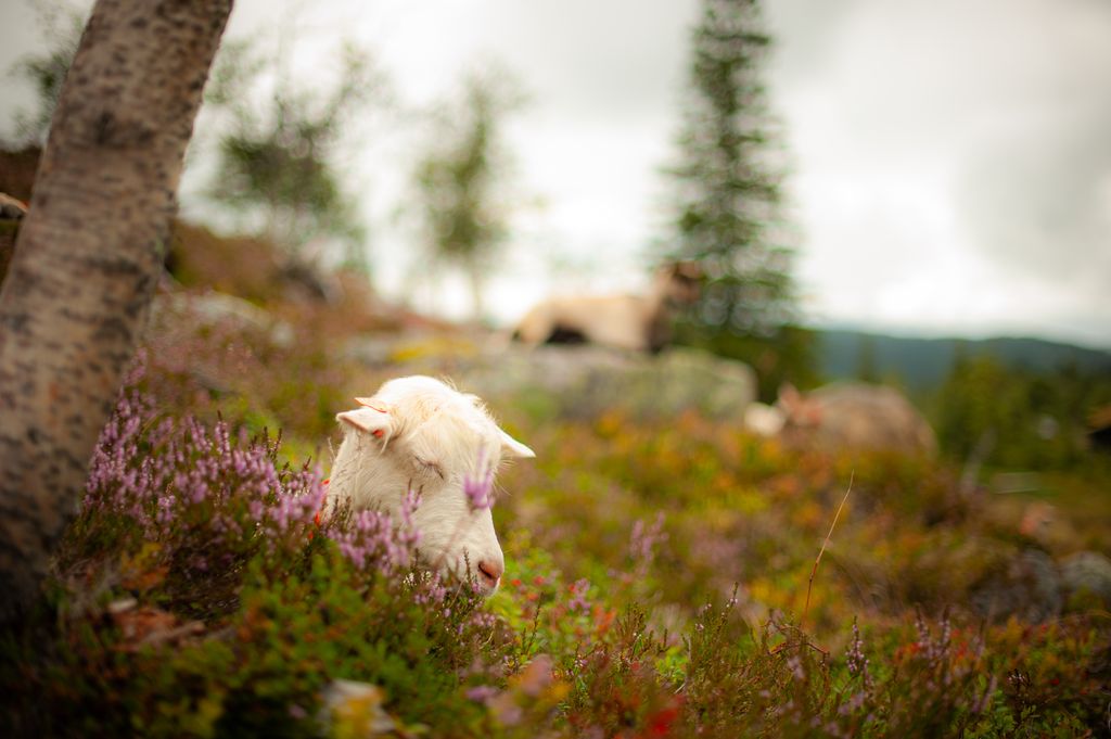 Hodet på ei kvit geit som ligger og hviler i røsslyngmark. Foto.