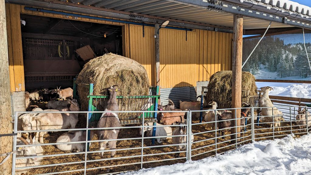 En geiteflokk er ute i ei innhegning under tak. Det er en åpen port inn til fjøset, og geitene eter av to rundballer som er plassert i innhegninga. Det er sol og snø på bakken. Foto.