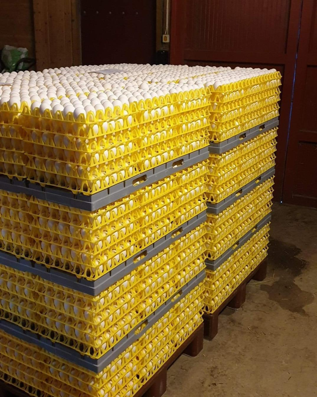 Egg i gule brett stablet på paller. Foto. 