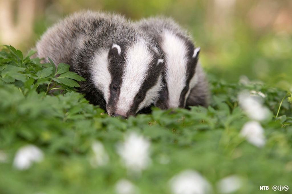 To små grevlinger blant hvitveis. Foto.