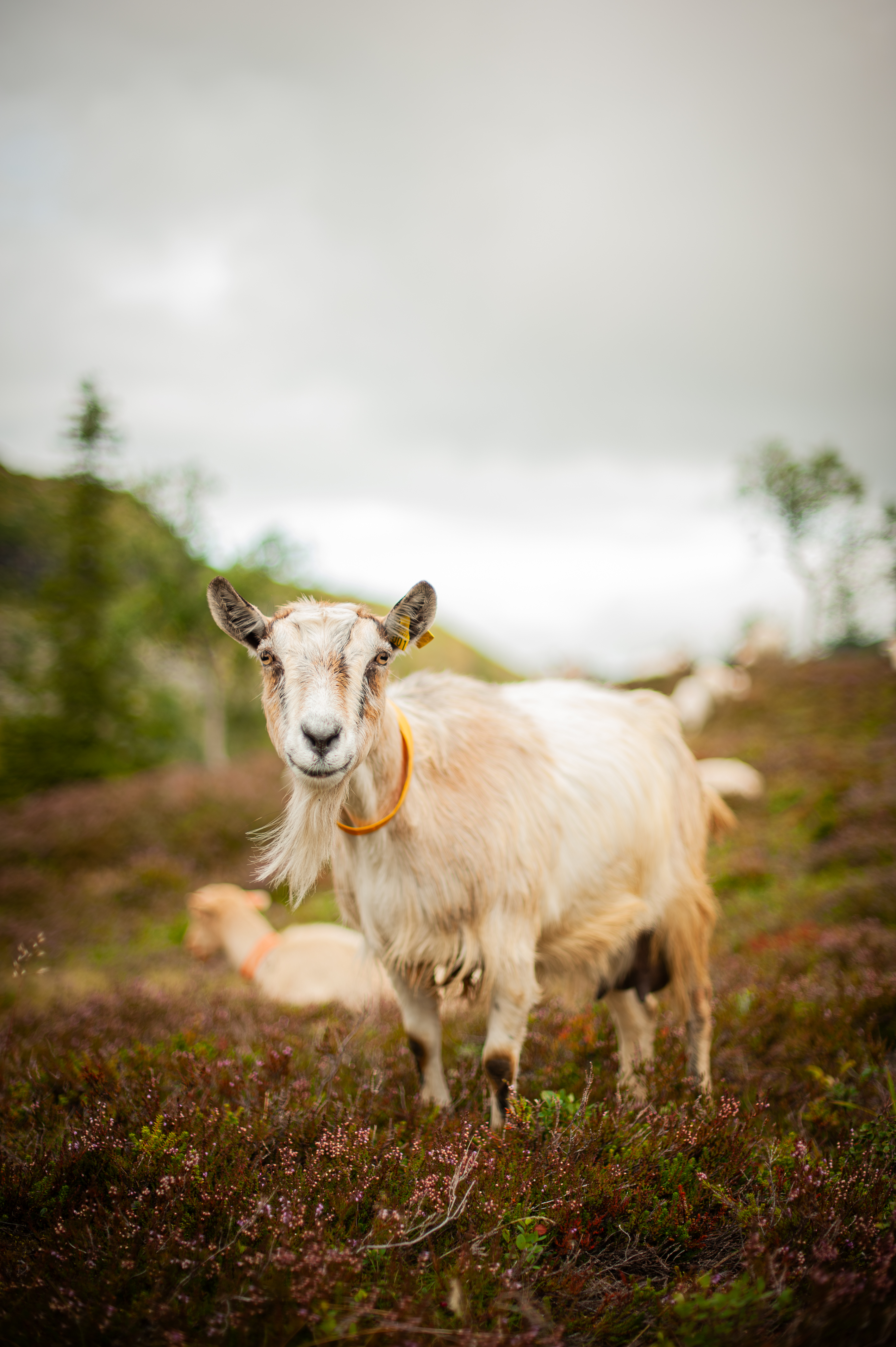 Portrett av ei geit i et fjellandskap. Foto.