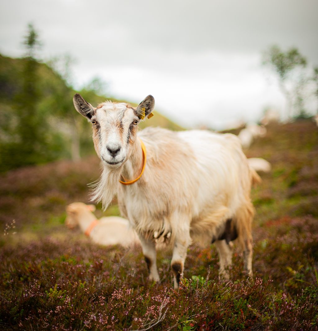 Portrett av ei geit i et fjellandskap. Foto.