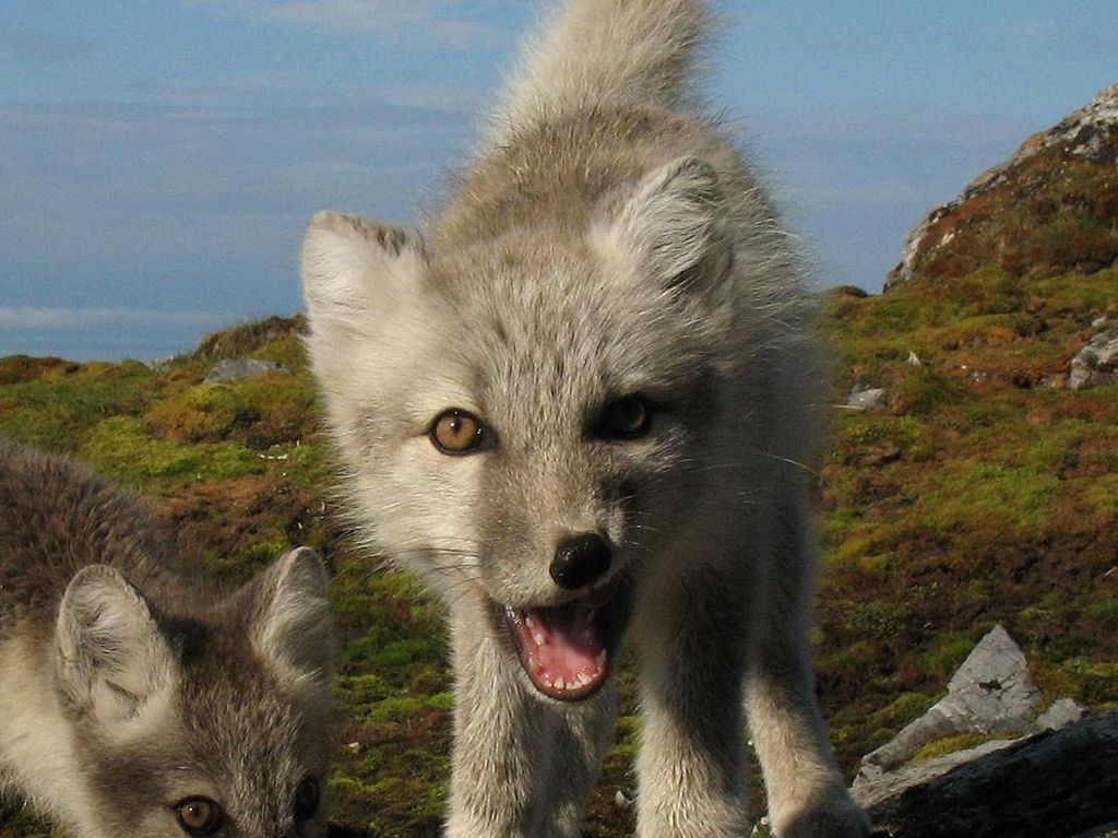 To fjellrevalper i fjellområde. Foto.
